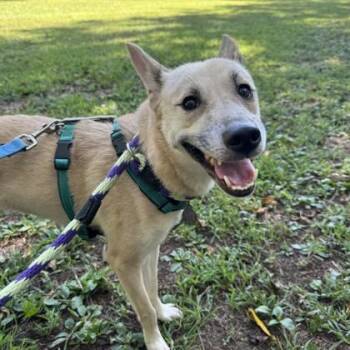 Rescue Shiba Inu Dogs for Adoption in Phoenixville, Pennsylvania - Bunny | PetCurious