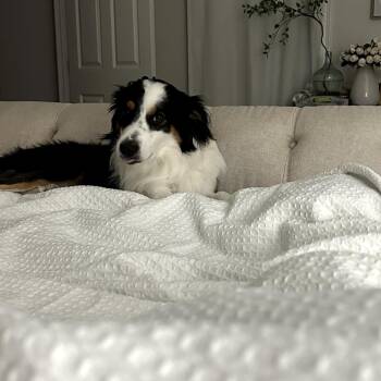 Australian Shepherd Dogs Available for Adoption in New Orleans, Louisiana - Rocky (Benefactor Dog) | PetCurious