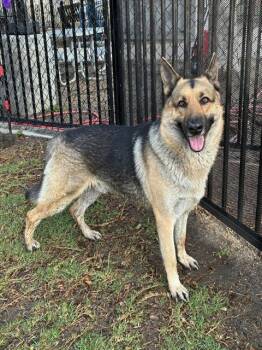 German Shepherd Dog Dogs Available for Adoption - PAPI | PetCurious