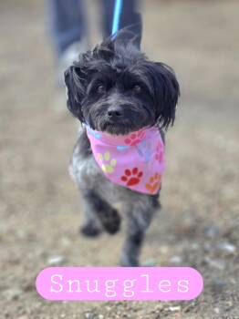 Shih Tzu Dogs Available for Adoption - Snuggles  | PetCurious