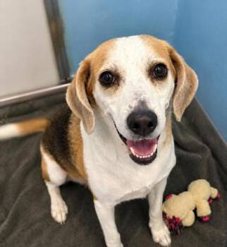 Hound and Mixed Breed Dogs Available for Adoption in Palm Coast, Florida - Stella | PetCurious