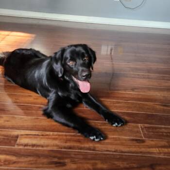 Finnegan -  Labrador Retriever Dog for Adoption in Indianapolis, Indiana - Finnegan | PetCurious