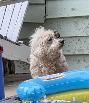NEFERTITI -  Poodle Dog for Adoption in San Antonio, Texas - NEFERTITI | PetCurious