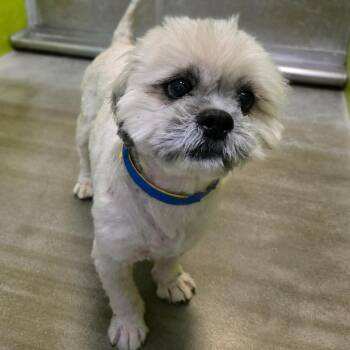 Murtaugh -  Shih Tzu Dog for Adoption in San Jacinto, California - Murtaugh | PetCurious