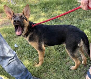 Venus -  German Shepherd Dog Dog for Adoption in Canutillo, Texas - Venus | PetCurious