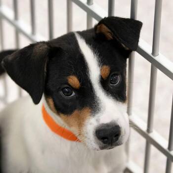 Ozark (JN26-31) -  Black Labrador Retriever and Mixed Breed Dog for Adoption in Peyton, Colorado - Ozark (JN26-31) | PetCurious