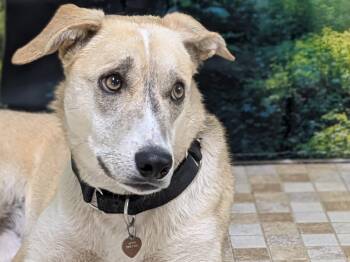 Shepherd and Mixed Breed Dogs Available for Adoption in Republic, Washington - Sarah | PetCurious