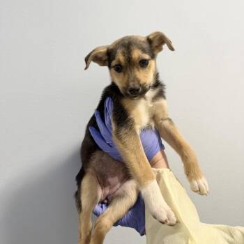 Mixed Breed Dogs Available for Adoption - Butterfly | PetCurious