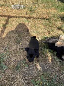 Sammy -  Shih Tzu and Chihuahua Dog for Adoption in Seattle, Washington - Sammy | PetCurious