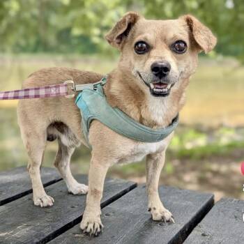 Myles 07-2125 -  Chihuahua and Dachshund Dog for Adoption in Tyrone, Georgia - Myles 07-2125 | PetCurious