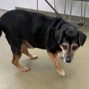 Rolls -  Beagle and Mixed Breed Dog for Adoption in Harrisonburg, Virginia - Rolls | PetCurious
