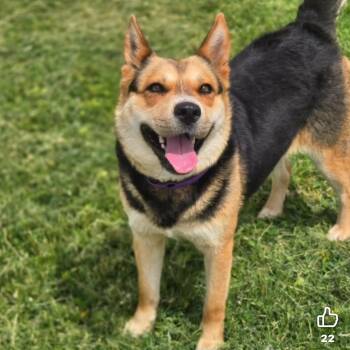 Starbies -  Mixed Breed Dog for Adoption in Wilsall, Montana - Starbies | PetCurious