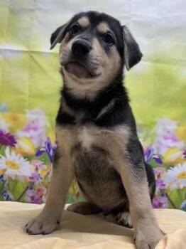 Shepherd and Mixed Breed Dogs Available for Adoption in San Antonio, Texas - Kowalski | PetCurious
