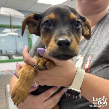Shepherd and Labrador Retriever Dogs Available for Adoption in Washington, District Of Columbia - Aurora | PetCurious