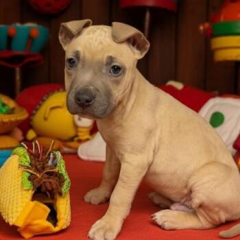 Pit Bull Terrier Dogs Available for Adoption - QUESO | PetCurious