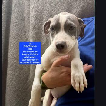 Jax -  American Bully and Pit Bull Terrier Dog for Adoption in Oviedo, Florida - Jax | PetCurious