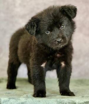 Great Pyrenees and Mixed Breed Dogs Available for Adoption in Warren, Michigan - Data | PetCurious