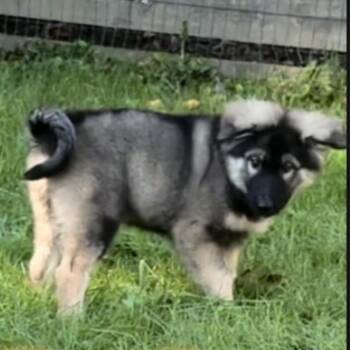 BEXLEY -  German Shepherd Dog and Keeshond Dog for Adoption in Union City, Pennsylvania - BEXLEY | PetCurious