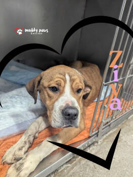 Rescue Mastiff and Boxer Dogs for Adoption in Council Bluffs, Iowa - Ziva | PetCurious