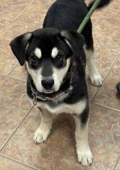 Siberian Husky and Great Pyrenees Dogs Available for Adoption in Littleton, Colorado - Paprika | PetCurious