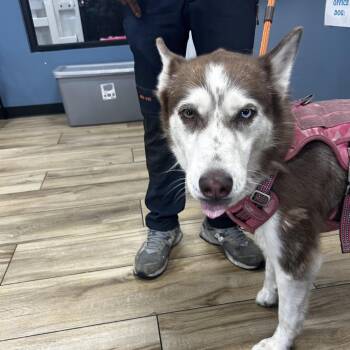AHNJ-Stray-120560 -  Husky Dog for Adoption in Newark, New Jersey - AHNJ-Stray-120560 | PetCurious