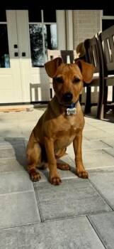 German Pinscher Dogs Available for Adoption in Panama City, Florida - Ryder | PetCurious