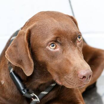 Bella Joe -  Chocolate Labrador Retriever and Mixed Breed Dog for Adoption in Hattiesburg, Mississippi - Bella Joe | PetCurious