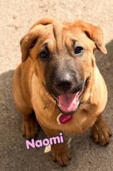 Naomi -  Shar Pei and Black Mouth Cur Dog for Adoption in Branson, Missouri - Naomi | PetCurious