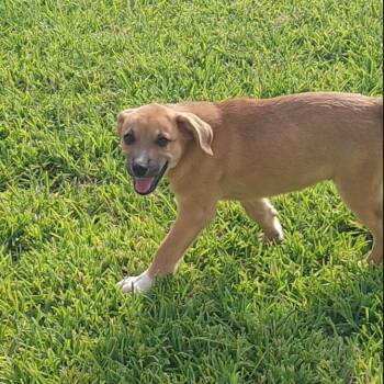 Tiger Lily -  Shepherd Dog for Adoption in Seguin, Texas - Tiger Lily | PetCurious