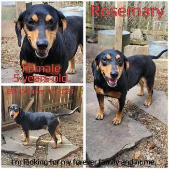 Rosemary -  Mixed Breed Dog for Adoption in Boaz, Alabama - Rosemary | PetCurious