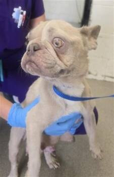 TARA -  French Bulldog Dog for Adoption in San Bernardino, California - TARA | PetCurious