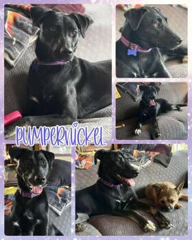 Rescue Mixed Breed Dogs for Adoption in Lancaster, New York - Pumpernickel | PetCurious