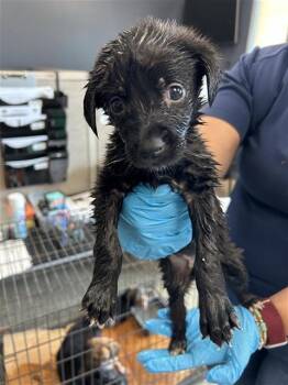PANGO -  Great Pyrenees Dog for Adoption in San Antonio, Texas - PANGO | PetCurious