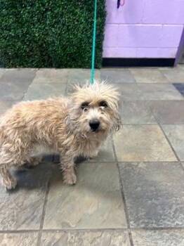 Terrier and Mixed Breed Dogs Available for Adoption in El Paso, Texas - 60864059 | PetCurious