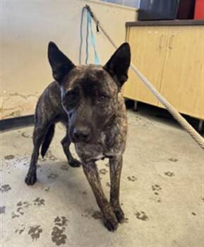 A884370 -  German Shepherd Dog and Mixed Breed Dog for Adoption in Camarillo, California - A884370 | PetCurious