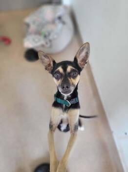 Milo -  Chihuahua Dog for Adoption in Chambersburg, Pennsylvania - Milo | PetCurious