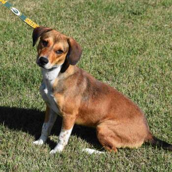 Rescue Beagle Dogs for Adoption in Searcy, Arkansas - Mandy | PetCurious