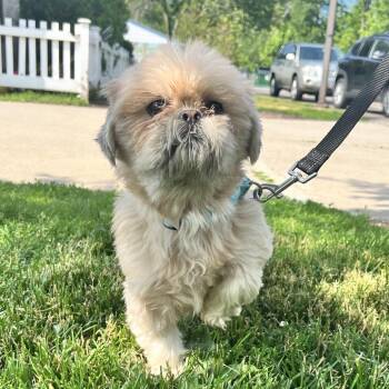 Peluche -  Pekingese and Shih Tzu Dog for Adoption in Riverwoods, Illinois - Peluche | PetCurious