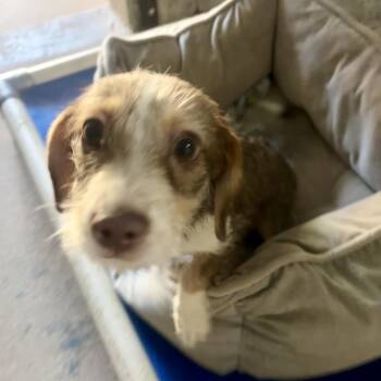 Chihuahua and Terrier Dogs Available for Adoption in Casa Grande, Arizona - Paisley | PetCurious