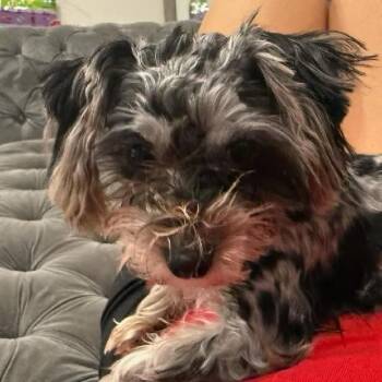 Poodle Dogs Available for Adoption - Adorable | PetCurious