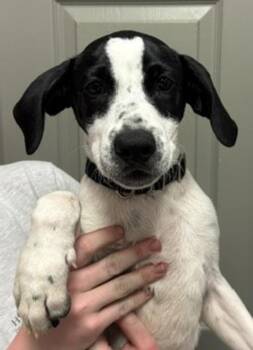 Rucklet -  Hound Dog Available for Adoption in Littleton, Colorado - Rucklet | PetCurious