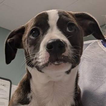 Retriever Dogs Available for Adoption in Greenville, South Carolina - Chenta | PetCurious