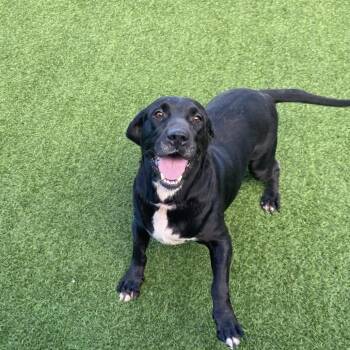 Liberty 0576 -  Labrador Retriever Dog for Adoption in Loxahatchee Groves, Florida - Liberty 0576 | PetCurious