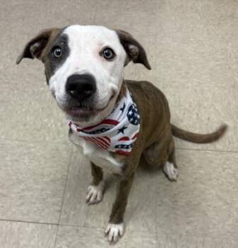 Vesper - In Foster Home -  Mixed Breed Dog for Adoption in Hamilton, Ohio - Vesper - In Foster Home | PetCurious