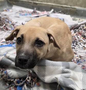 Labrador Retriever and Pit Bull Terrier Dogs Available for Adoption in Anchorage, Alaska - DAHLIA | PetCurious