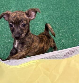 Porsche -  Chihuahua and Mixed Breed Dog for Adoption in Henderson, Nevada - Porsche | PetCurious