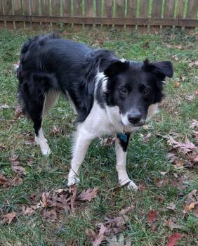 Rescue Border Collie Dogs for Adoption in Garner, North Carolina - Charley | PetCurious