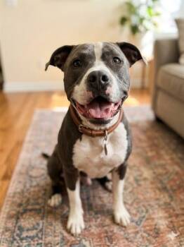 GOOGLY EYES -  Mixed Breed Dog for Adoption in Jacksonville, Florida - GOOGLY EYES | PetCurious