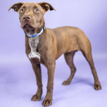 Zendaya -  Chocolate Labrador Retriever and Pit Bull Terrier Dog for Adoption in Portland, Oregon - Zendaya | PetCurious