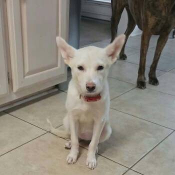 Tabitha (Fostered in TN) -  German Shepherd Dog Dog for Adoption in Brighton, Tennessee - Tabitha (Fostered In TN) | PetCurious
